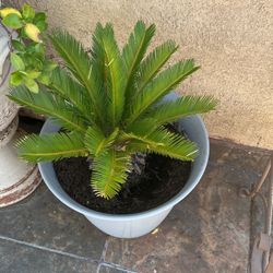 Sago Palm