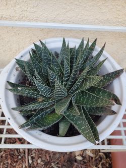 Haworthia Succulent Plant in Pot