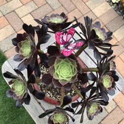 AEONIUM Succulent Plant In A Red Ceramic Pot "Think Mother’s Day"
