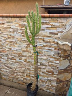 Large Size Cactus Plant