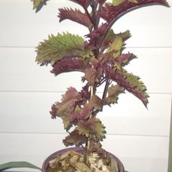 Coleus Plants 