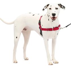 PetSafe Easy Walk Harness for Dogs - Pull-Free Walks - Patented Martingale Loop Design - Front Chest Leash Attachment - Comfort Straps - Breathable Ha