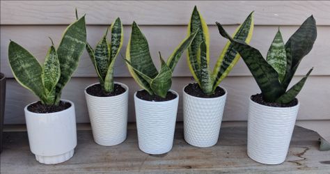 Snake plants 🪴 $8 each plant