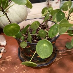 Chinese Money Plant (pilea Peperomioides)