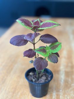 Coleus Plant