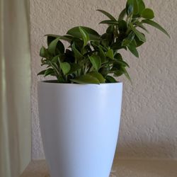 Healthy Beautiful Indoor Plant ( Peperomia)