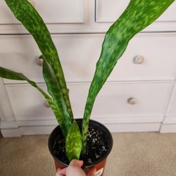 Whale Tail Snake Plant Houseplant