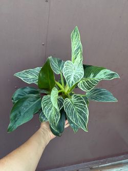 6” Philodendron Birkin