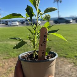 Thai Dragon Pepper Plant 