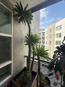 Beautiful Madagascar Palm - 7 FEET TALL!