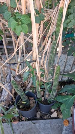 Cactus