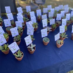 Succulents Plants Grads, Mothers Day Gifts 