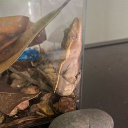 crested Gecko 
