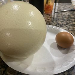 Ostrich Egg 
