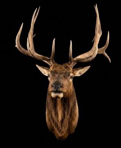 Elk