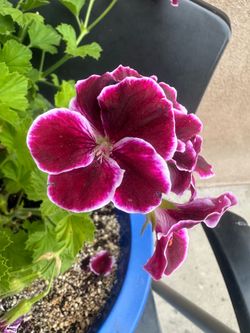 Pelargonium