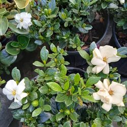 Gardenia Plant $15.00