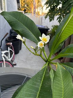 Plomería, es blanca con amarillo poquito