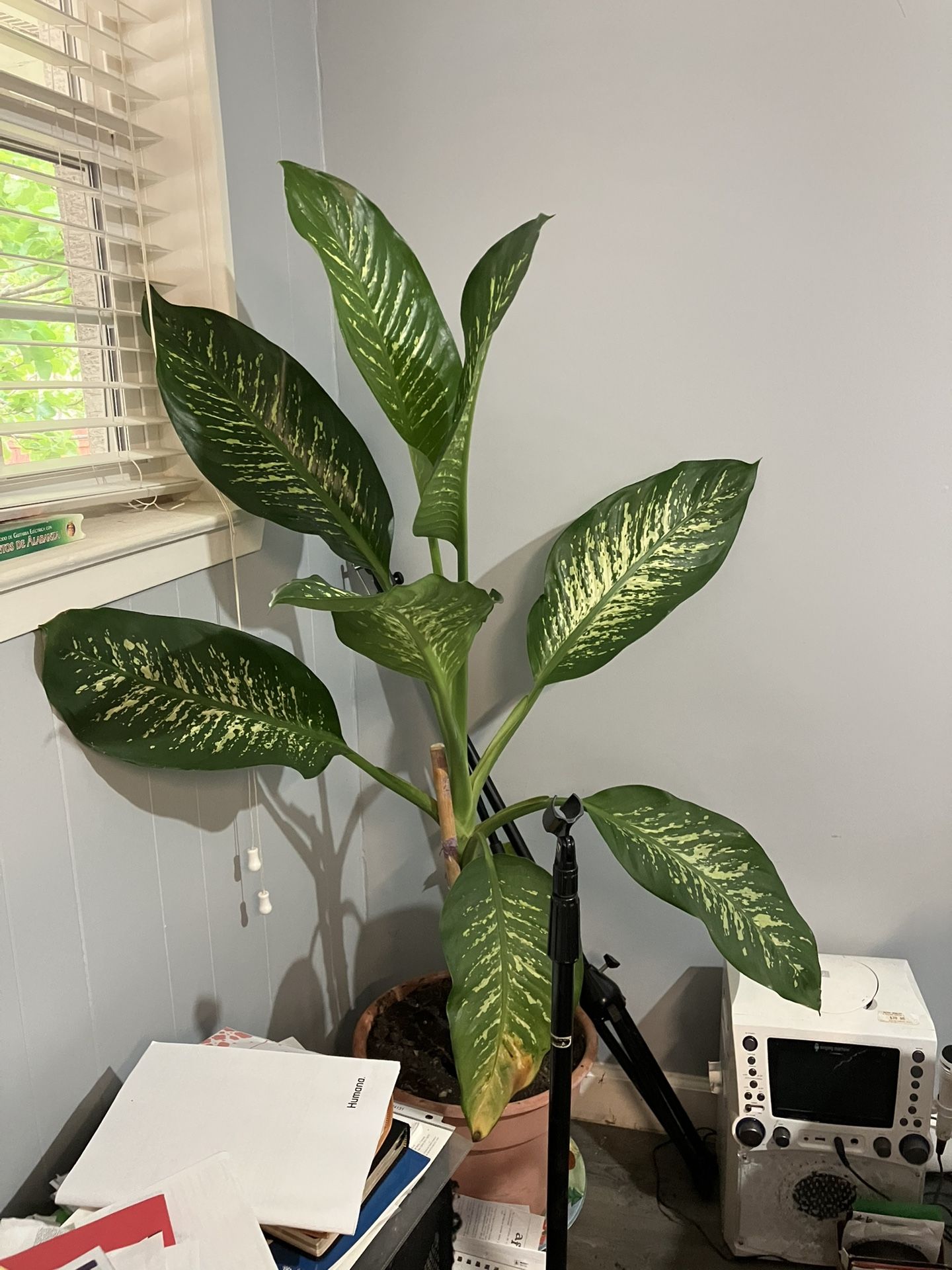 Galatea Plant With Pot Several Sizes Available