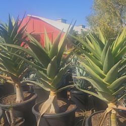 Aloe Hercules Palm 