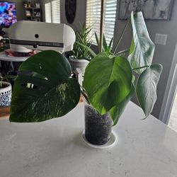 Monstera Albo Variegated