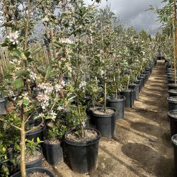 Anna Apple Tree 15gal