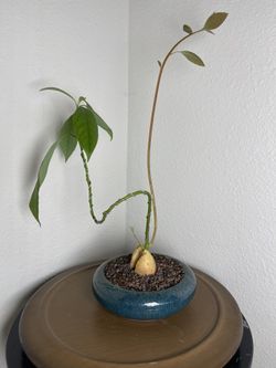 Hass Avocado Bonsai Tree-($65)