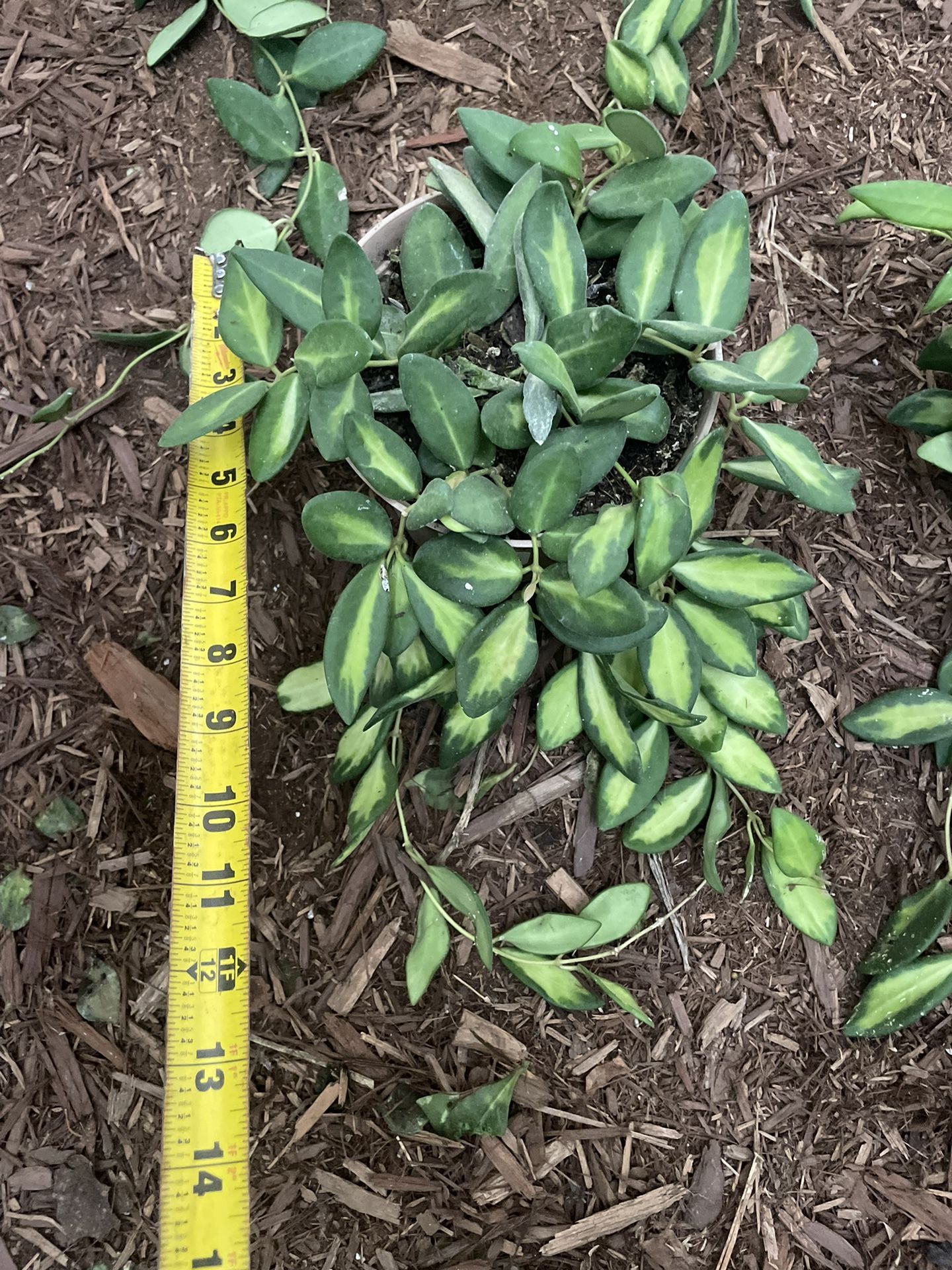 Specialty****6” pot big/full/lush variegated Hoya DS-70 zip95820