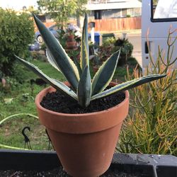 Todas Las Tardes Vendó Plantas De 4 Pm