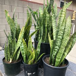 Plants