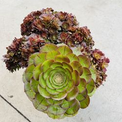 Aeonium Imported Korea Big Crest