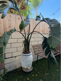 Large Birds of Paradise Plant with White Pot