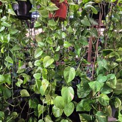 Golden Pothos Plant 8" Pot $20 Each