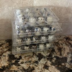 I Have 48 Quail Eggs Ready To Be Picked Up For $15 All
