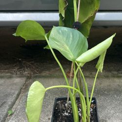 Monstera Deliciosa Plant 