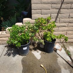 Plants For Sale  20 Each 