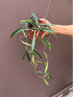 6” hoya sheperdii