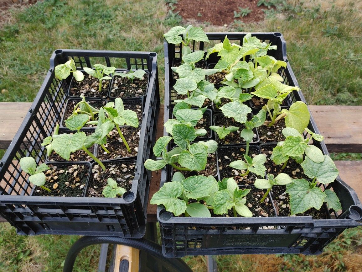 cucumber starts