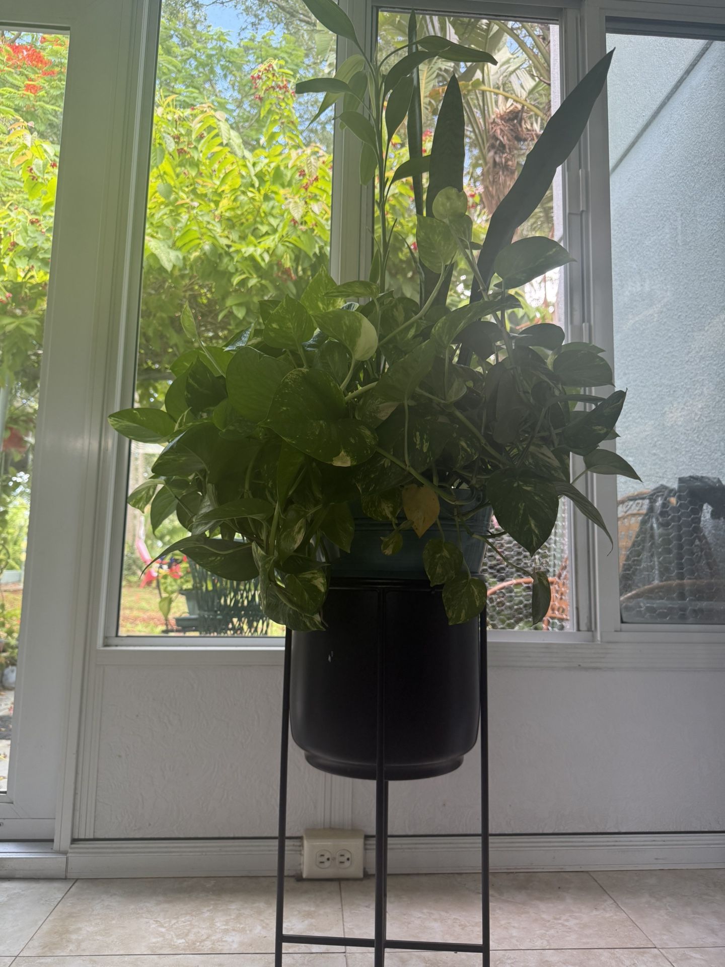 Real Plant Arrangement