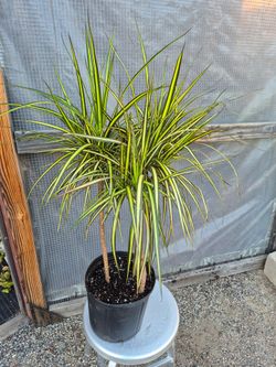 Dracaena Tricolor Plant 10" pot
