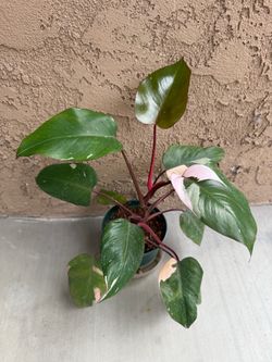 Pink Princess Philodendron
