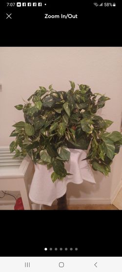 (2) Artificial Plants