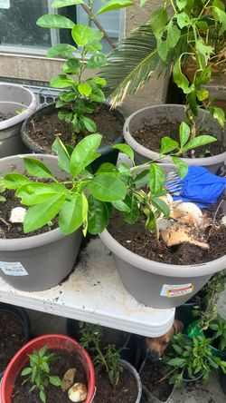 Growing lemon young yellow
