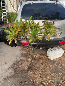 Large instant tree plumeria cuttings. Pink with yellow center and great scent. Cut today. Awesome size. Open to offers