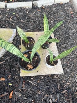 Snake Plants