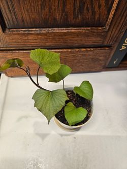 Sweet potato plant