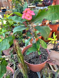 Planta Corona de cristo