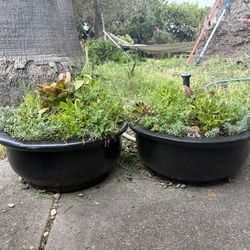 2 heavy succulents in pots