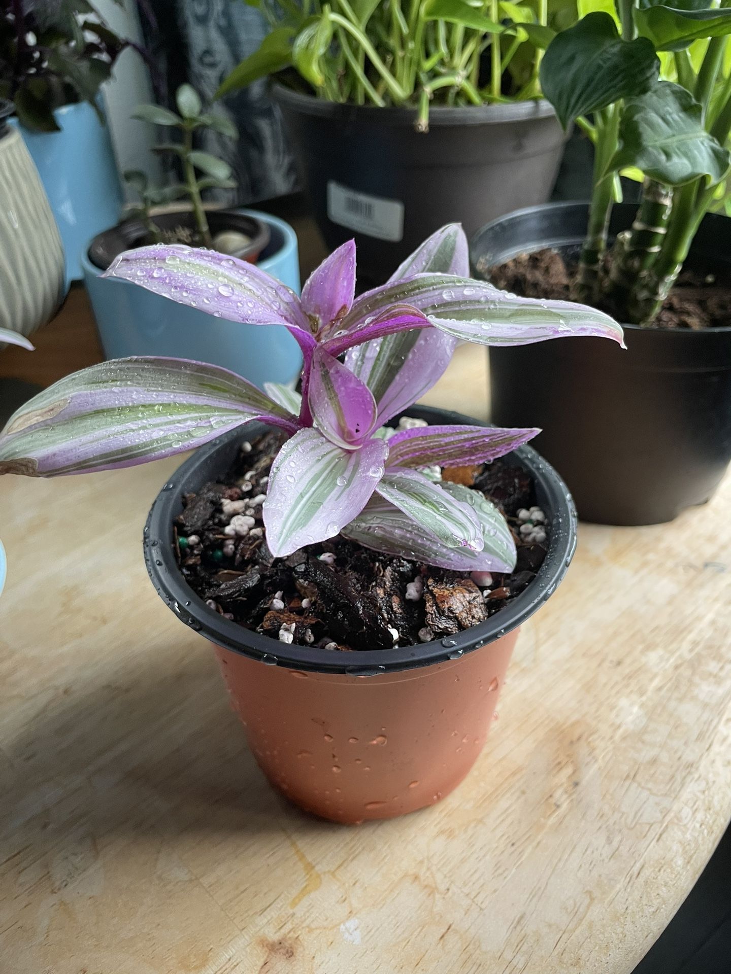 Plant