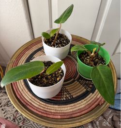 Philodendron house plant